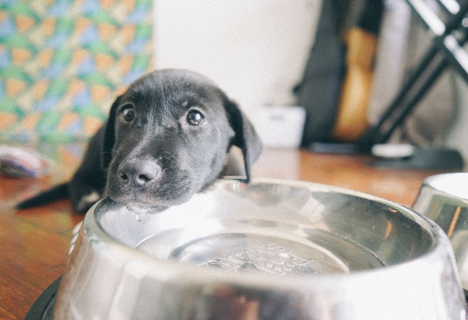 Puppy drinking water